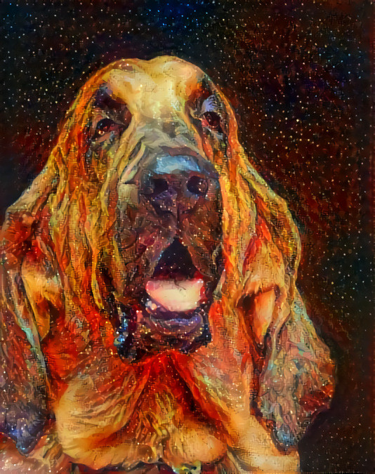 My bloodhound Bertie