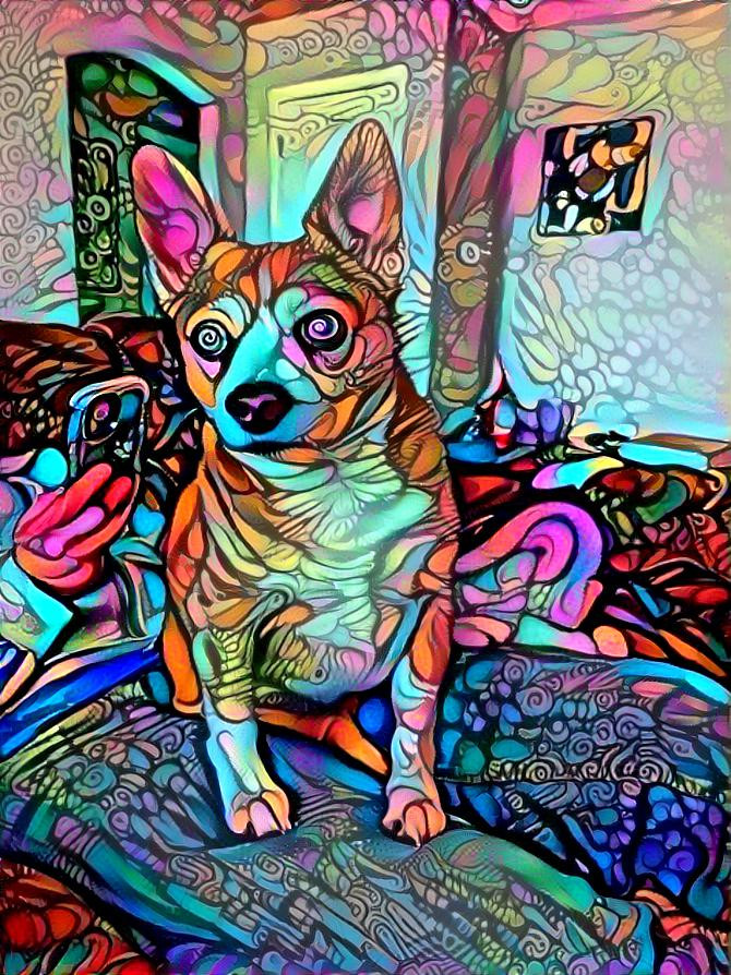 Psychedelic Pithuahua