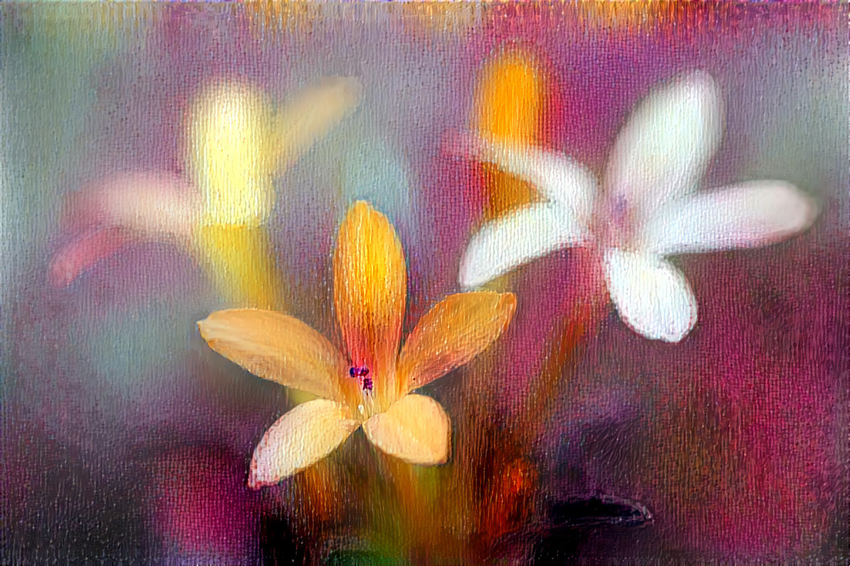 Collomia-grandiflora abstract 77