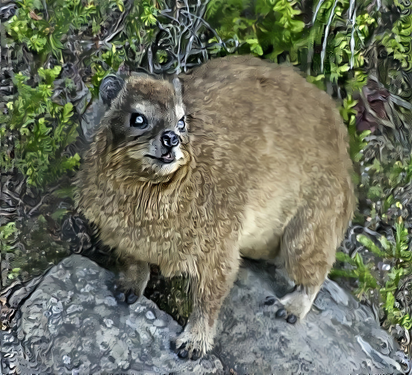 Another lovely hyrax