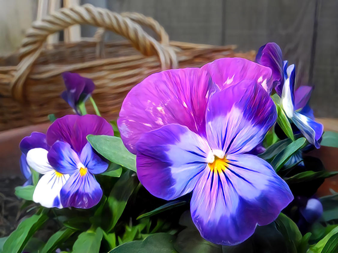 Pansies.  Photo, my own.