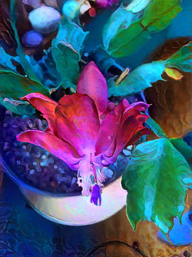 Christmas Cactus Flower