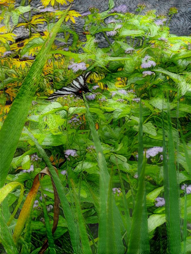 Zebra Swallowtail Butterfly 