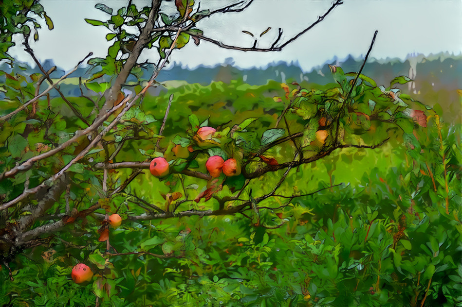 eight wild apples