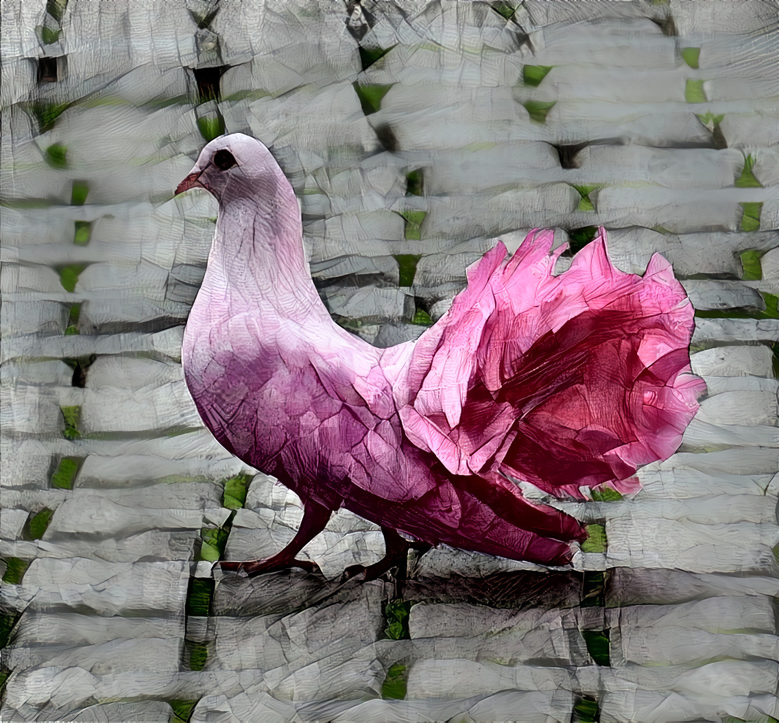 Pink Fantail Pigeon