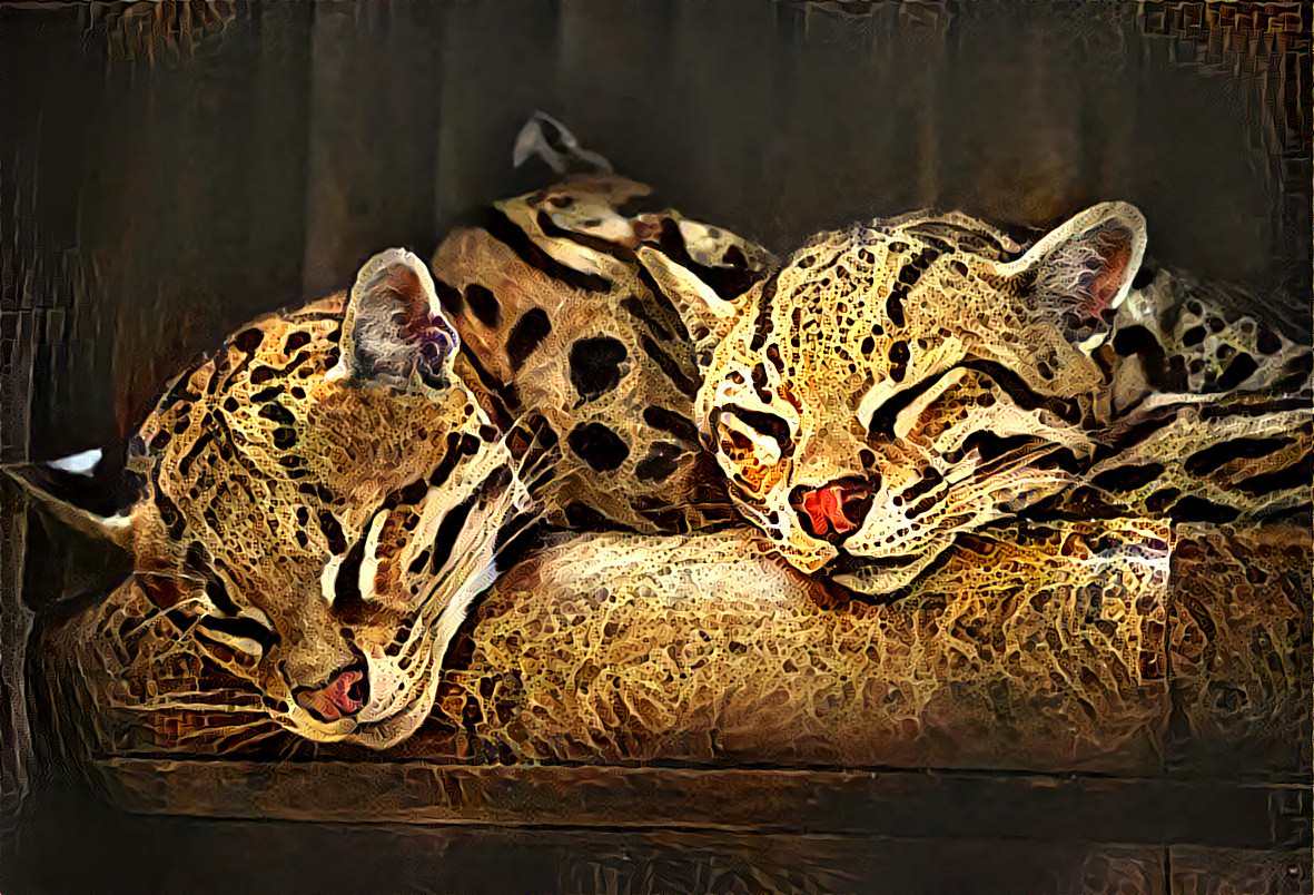 Sleepng Ocelots