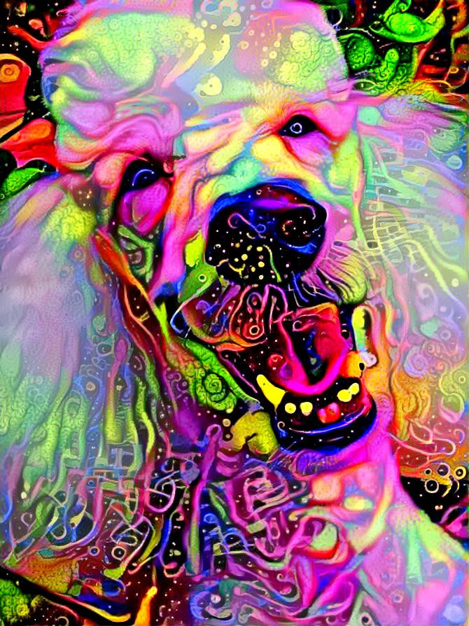 Partypoodle2