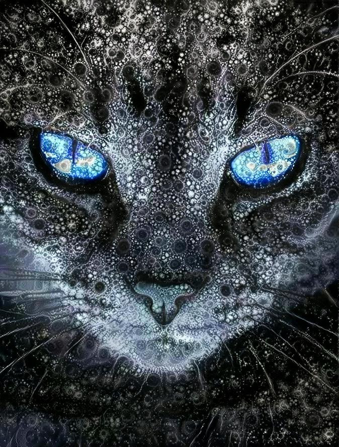 Blue Eyed Silver Cat