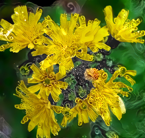 Hawkweed