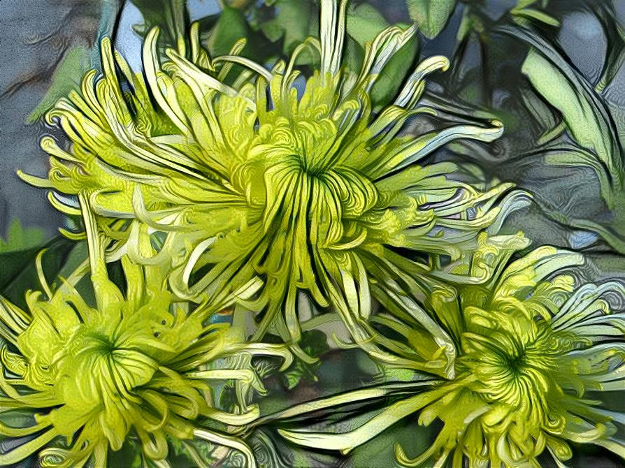 Yellow Mums - photo D Berk