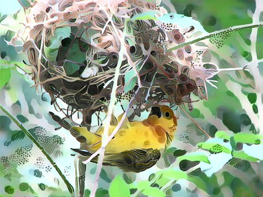 Upside Down Birds Nest