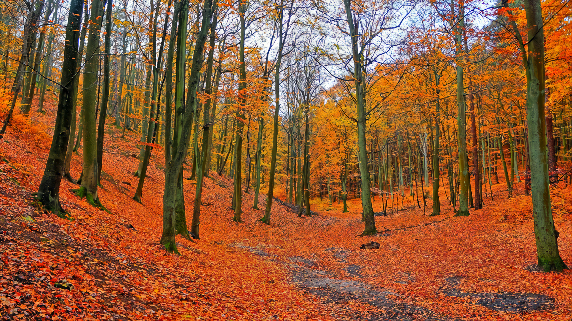 Autumn Yellow Red Leaves, Forest