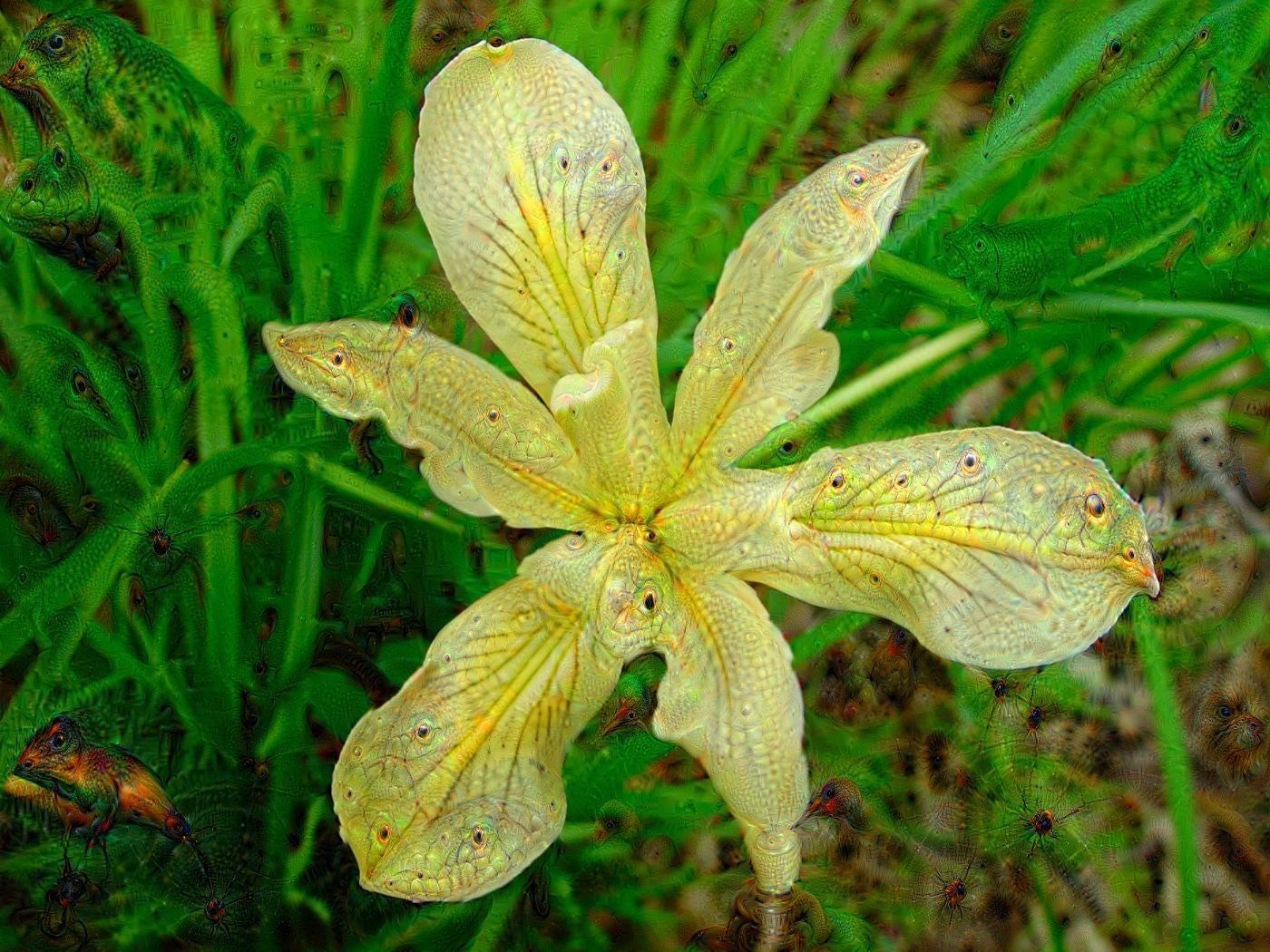 yellow iris