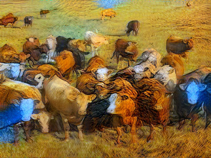 Herd of Cattle