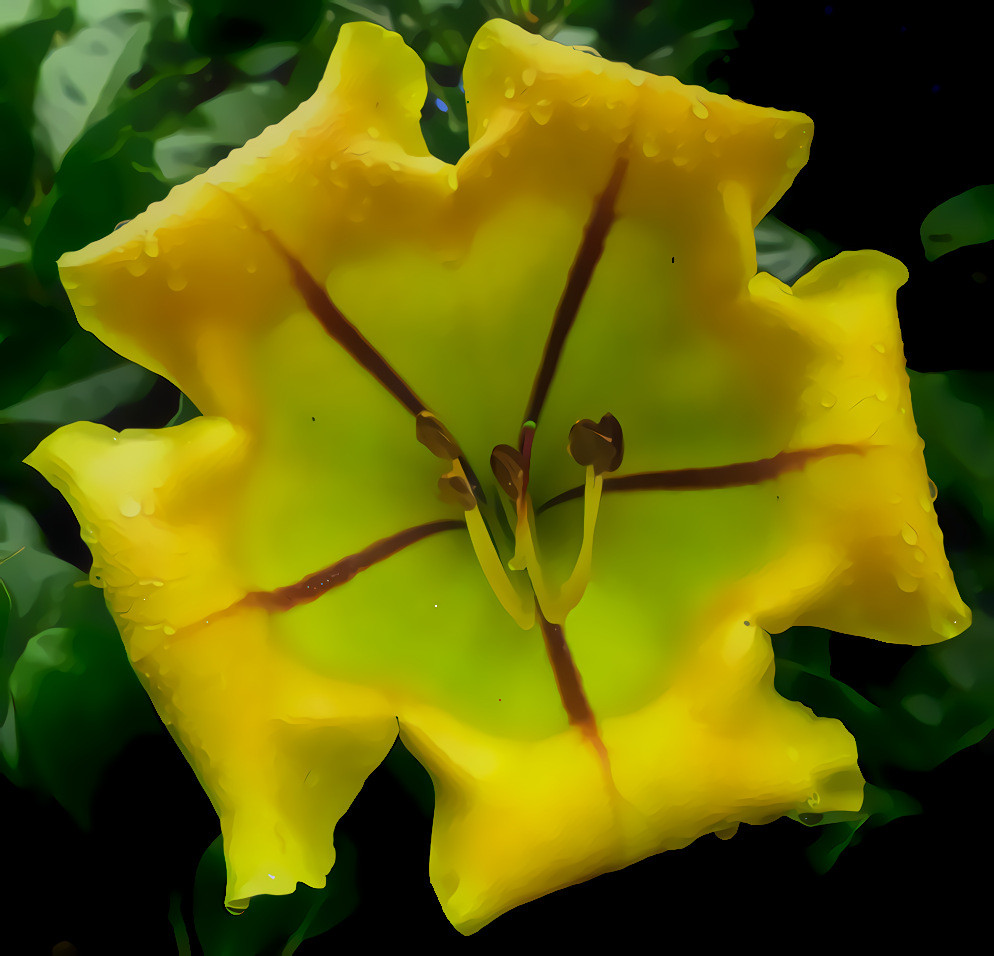 Golden Chalice Vine