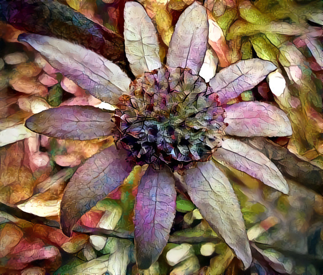 Flannel Flower