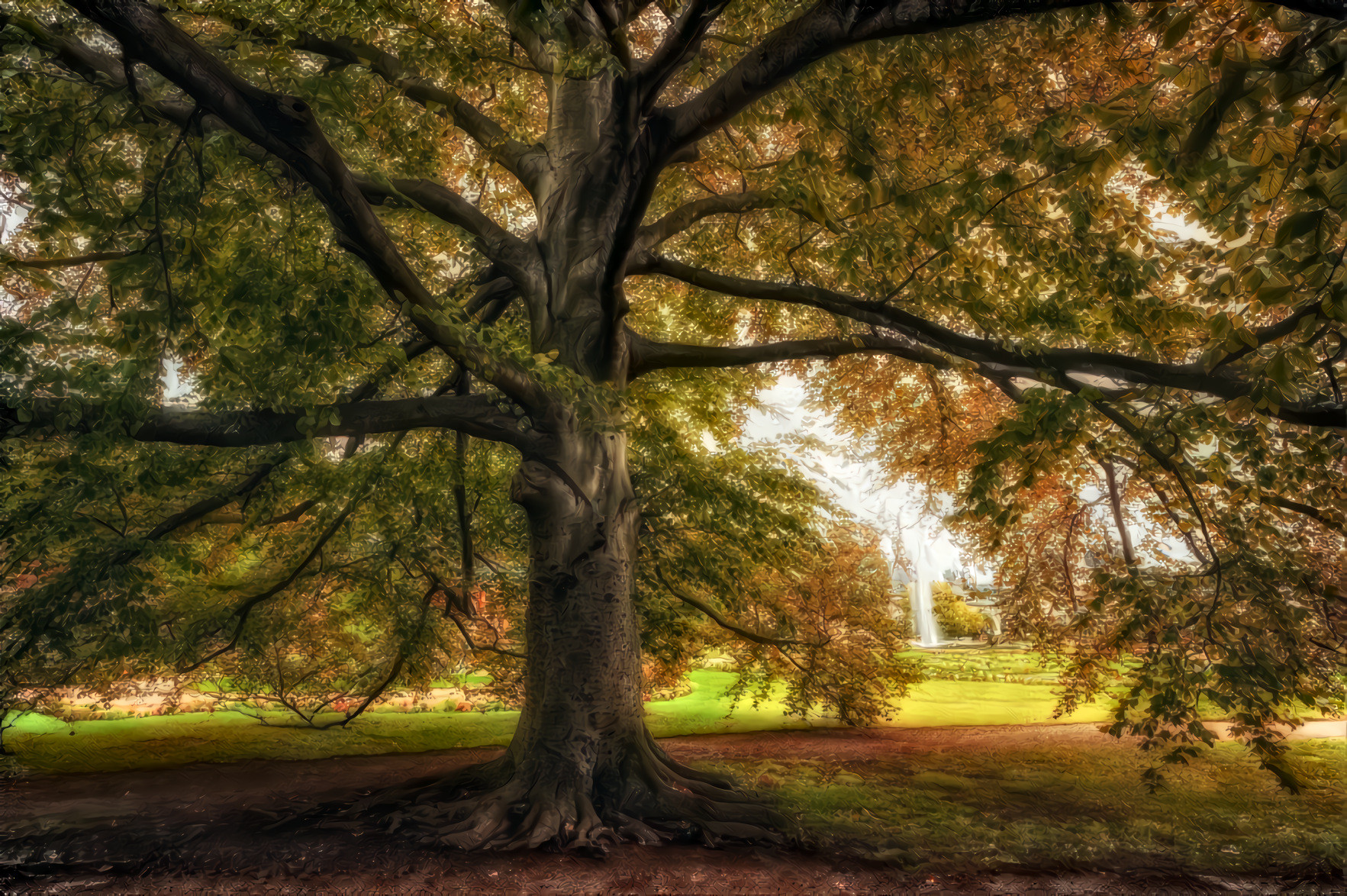 Old Beech Tree on the Grounds