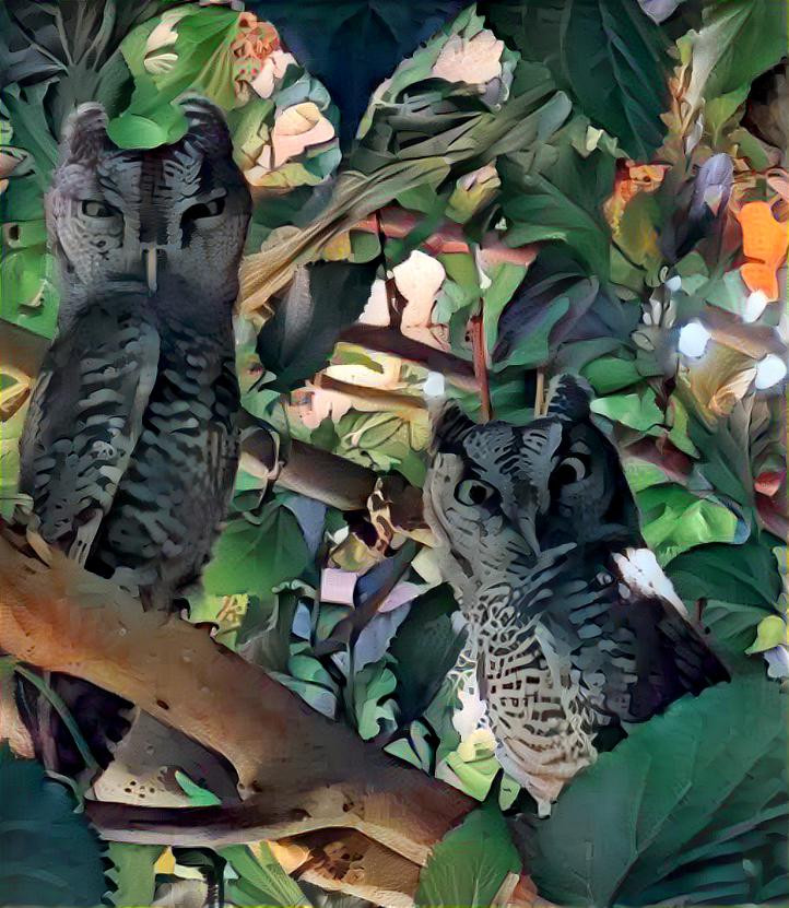 Grey Owls