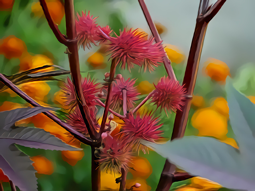 Castor Oil Plant