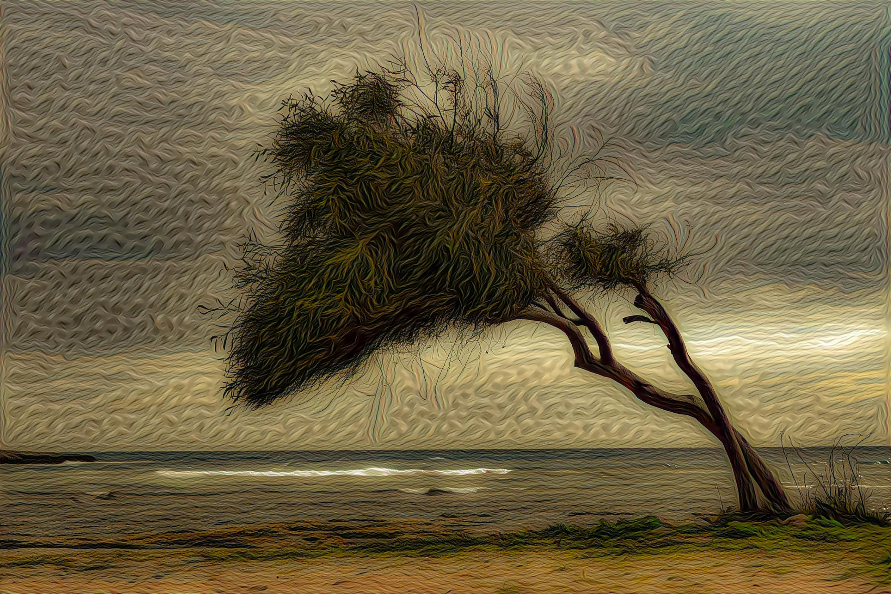 Tree Blown on the Shore