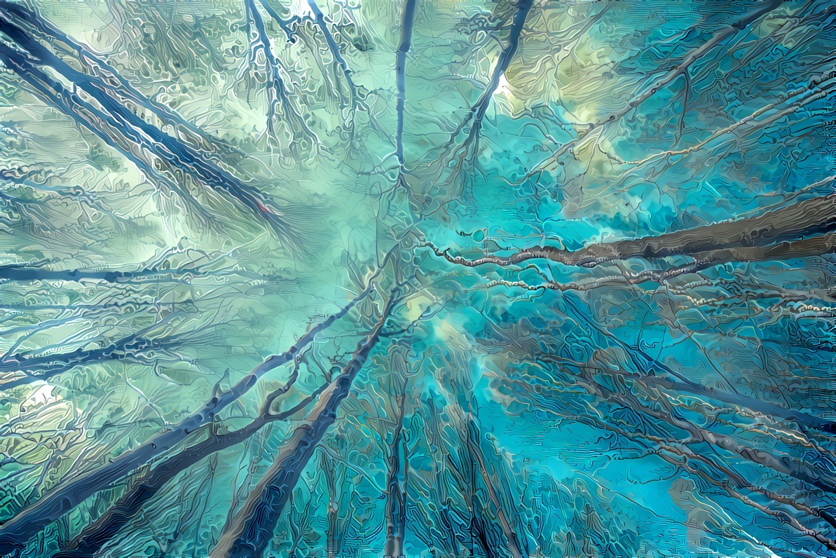 Winter Trees Looking Up at Sky 1