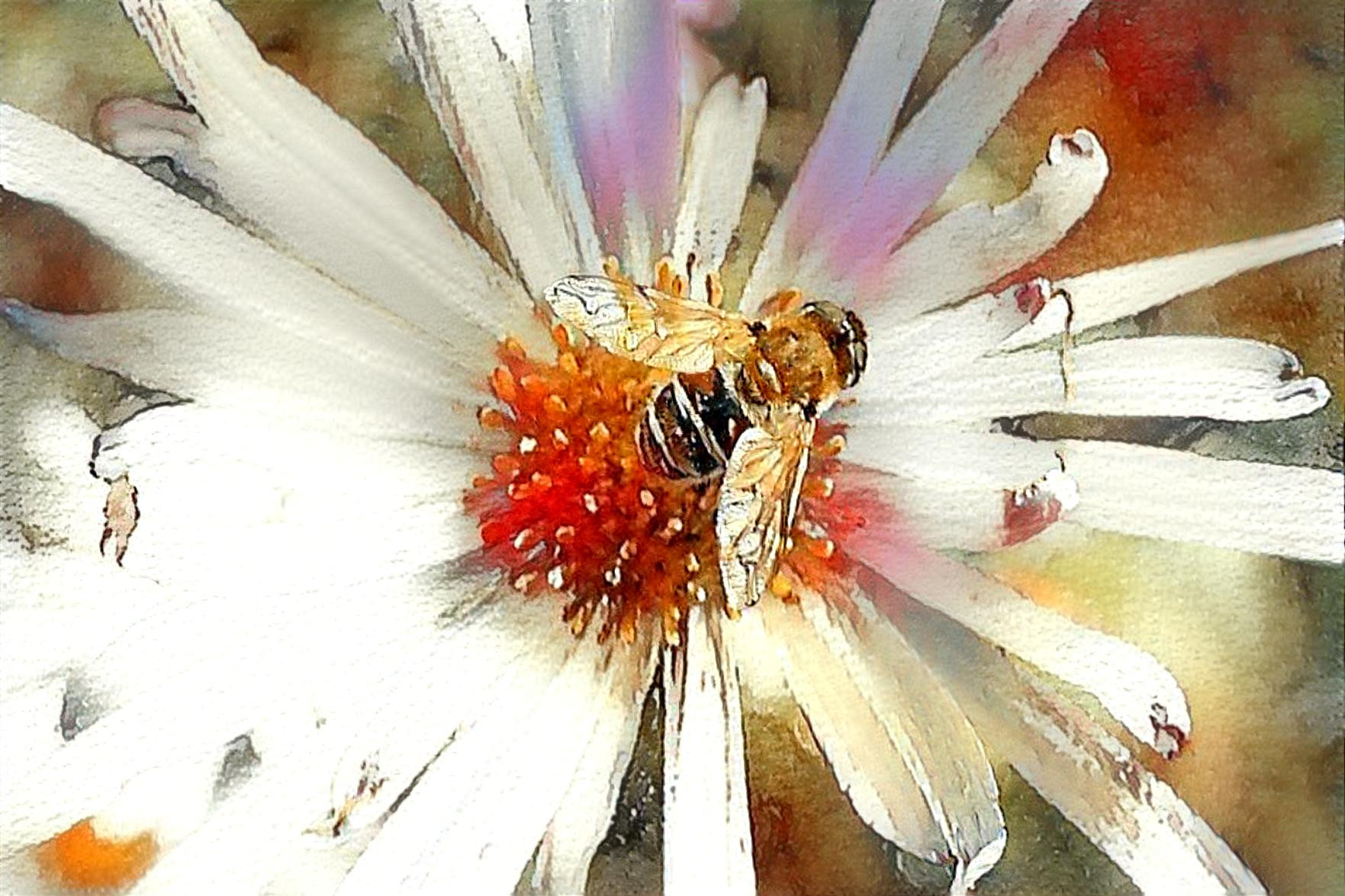 bee on flower