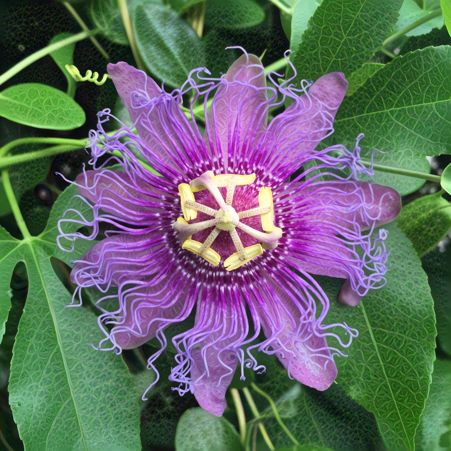 Passion Flower