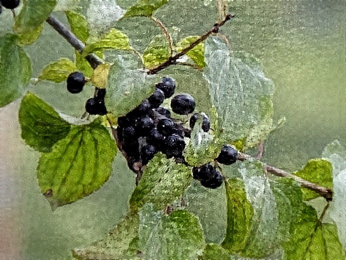 Elderberry Wine