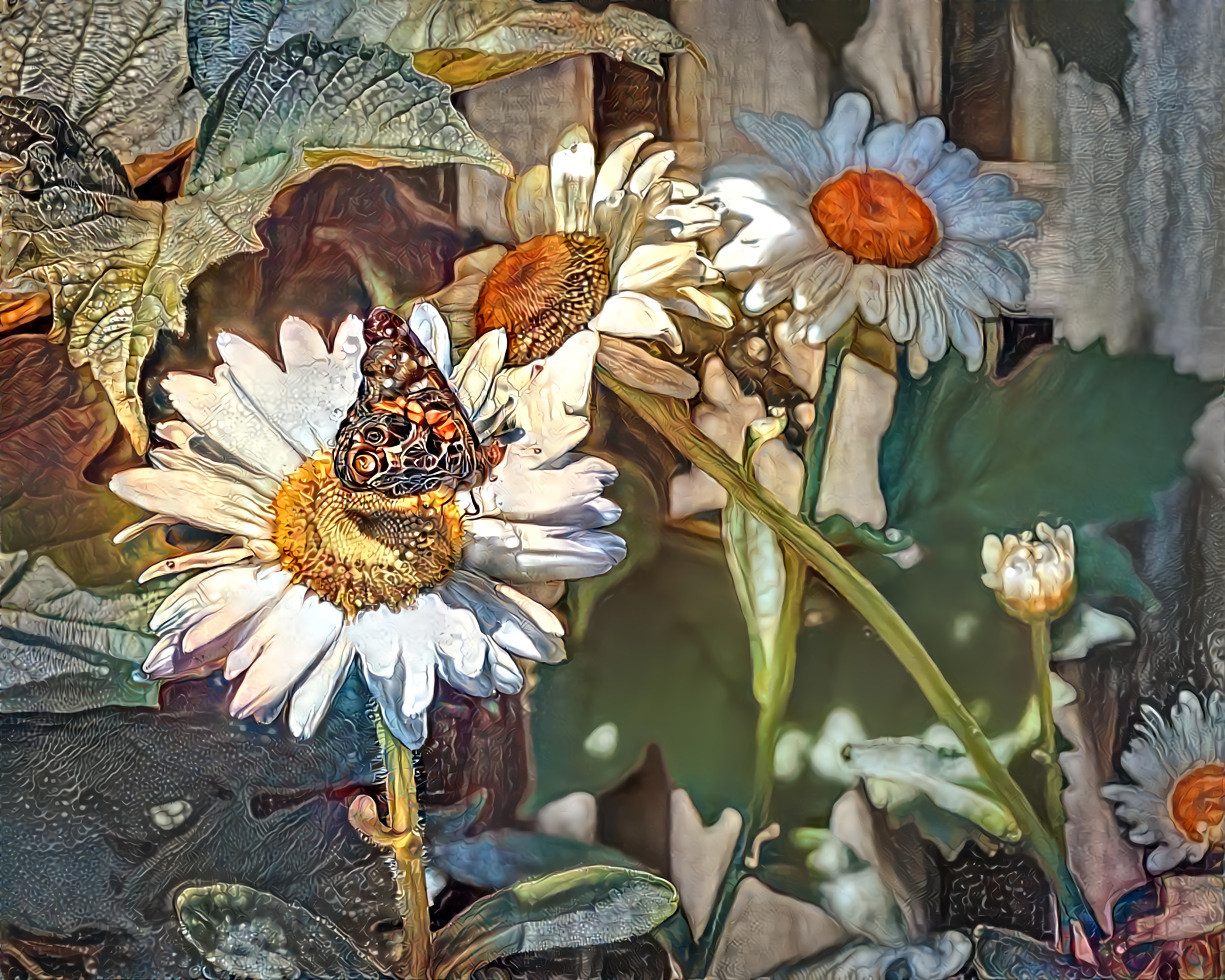 Painted Lady Among the Daisies