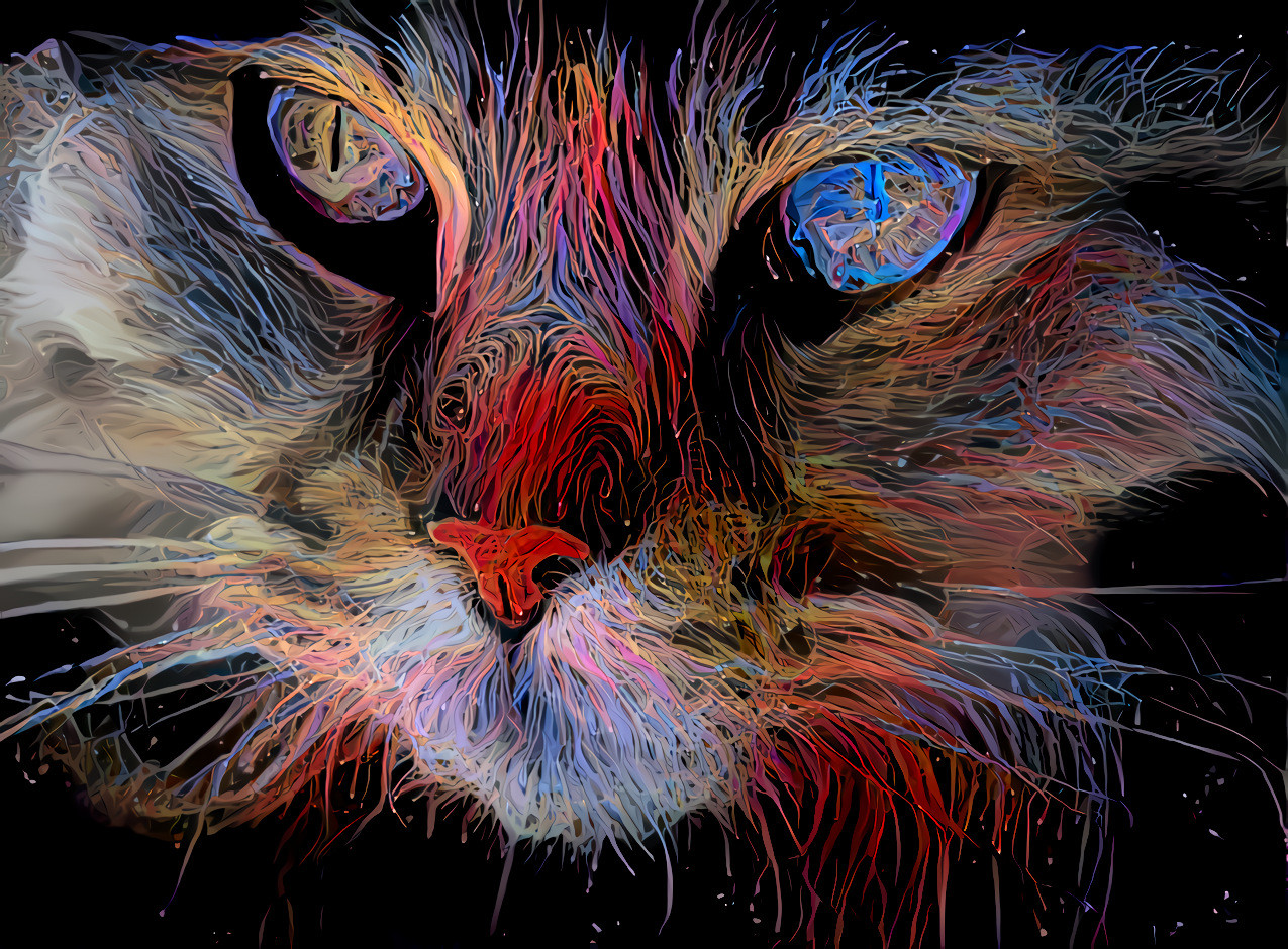 Colorful Cat