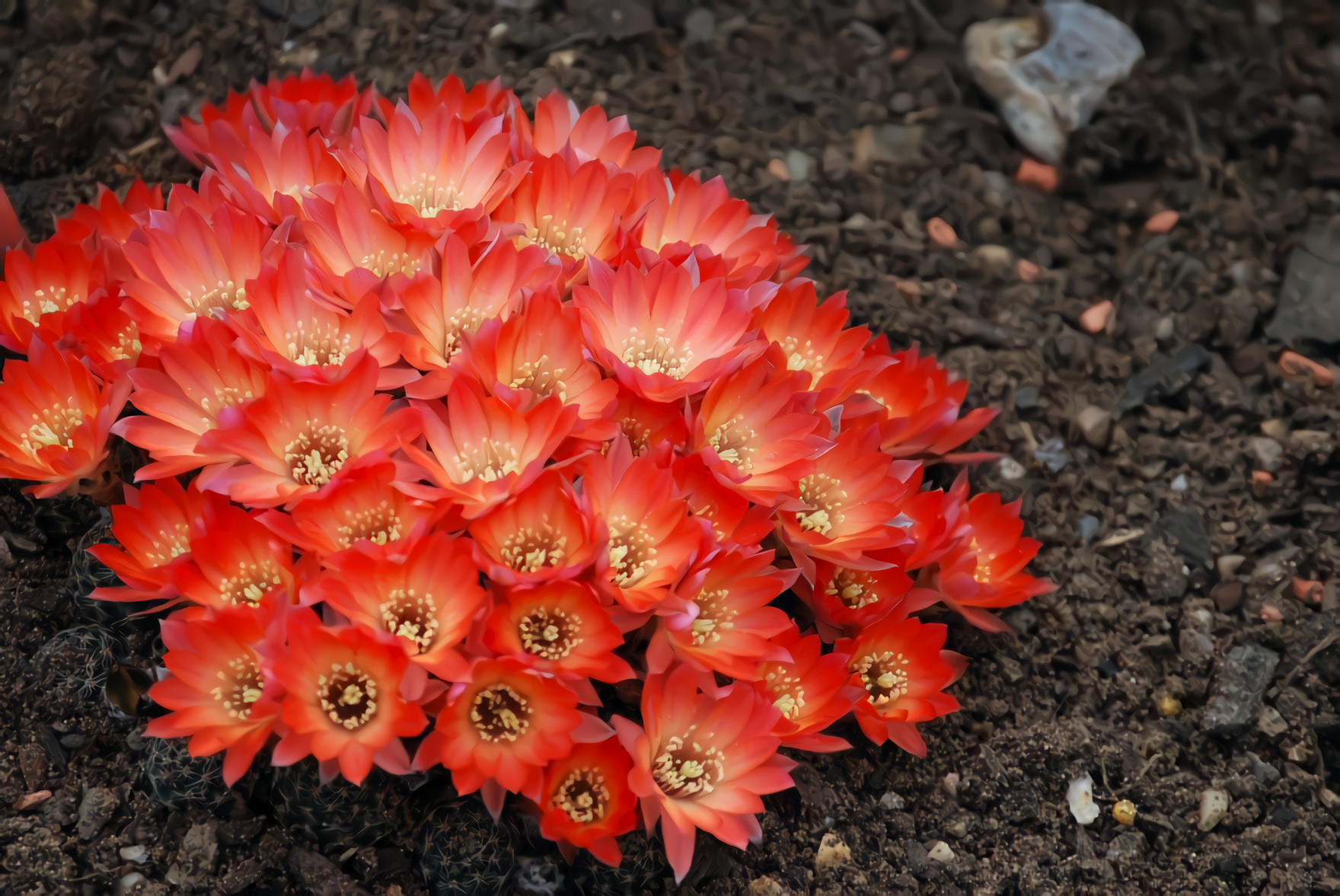 Cactus cactaceae, Desert Flower