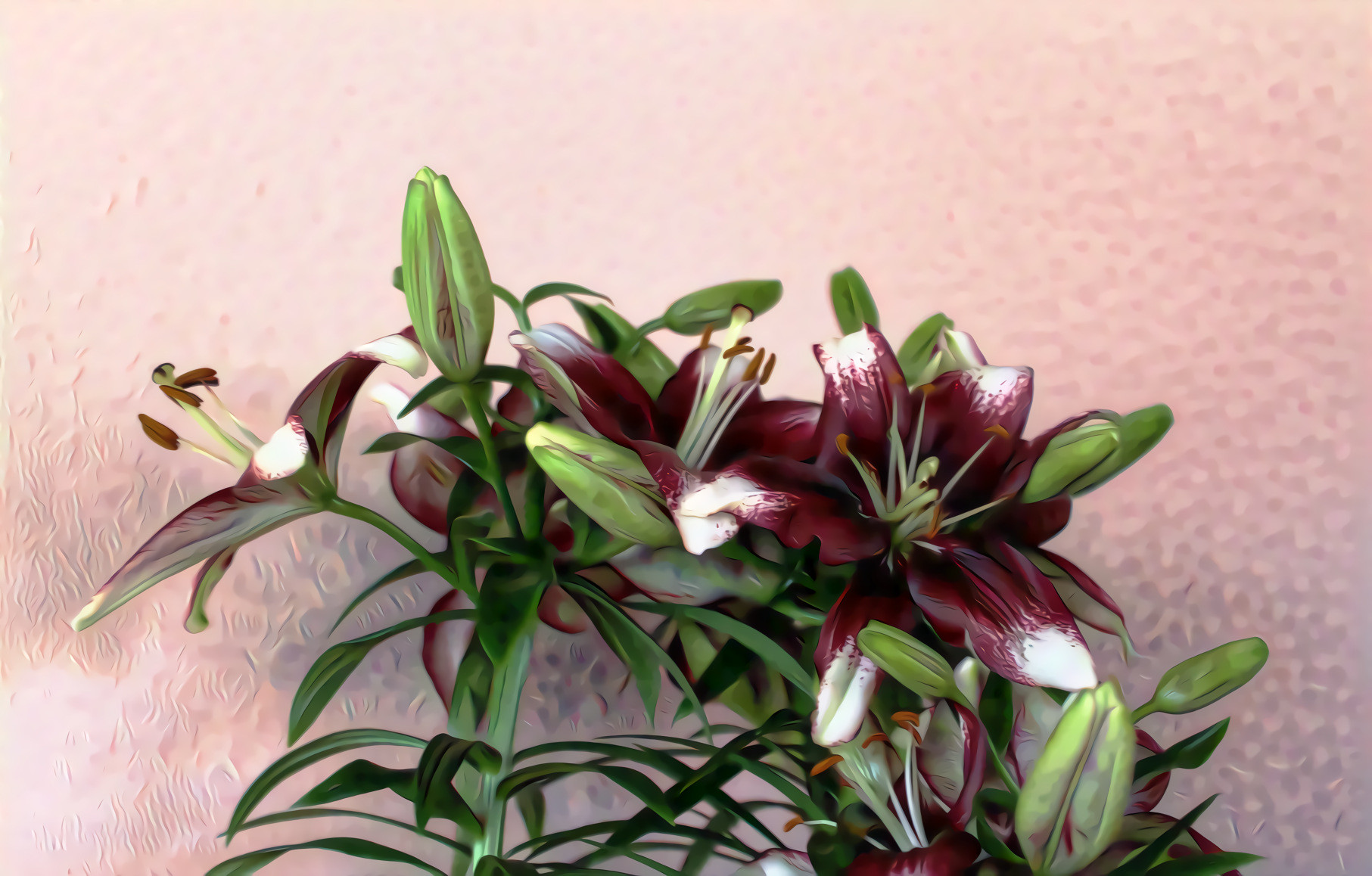 Maroon and White Lilies