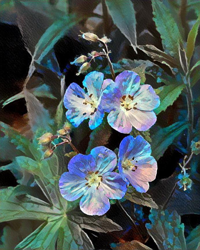 Wild Geranium 3