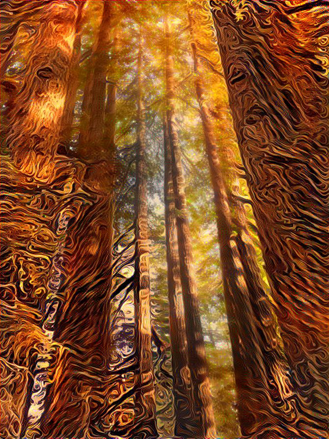 Redwoods on fire