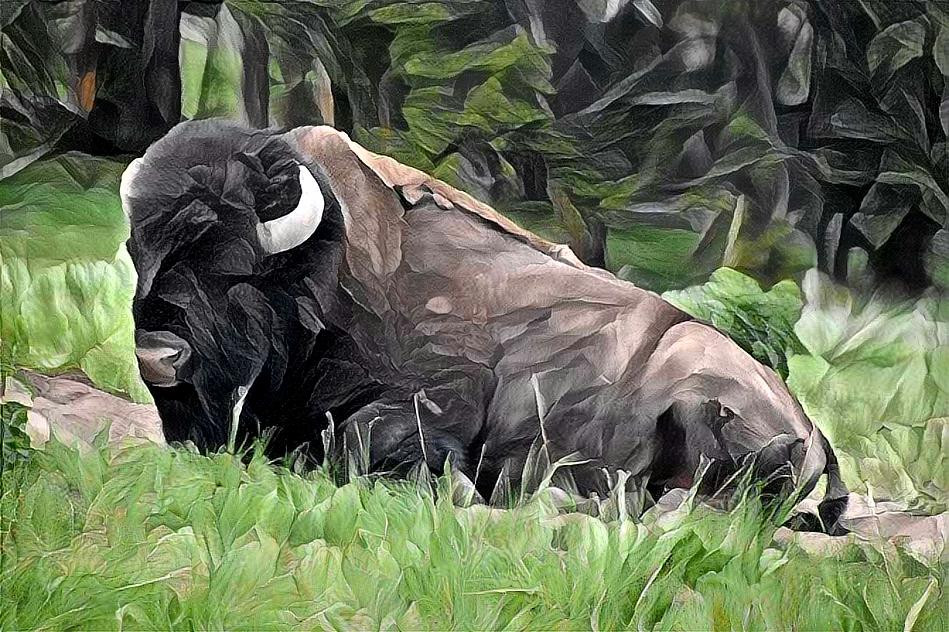 Buffalo