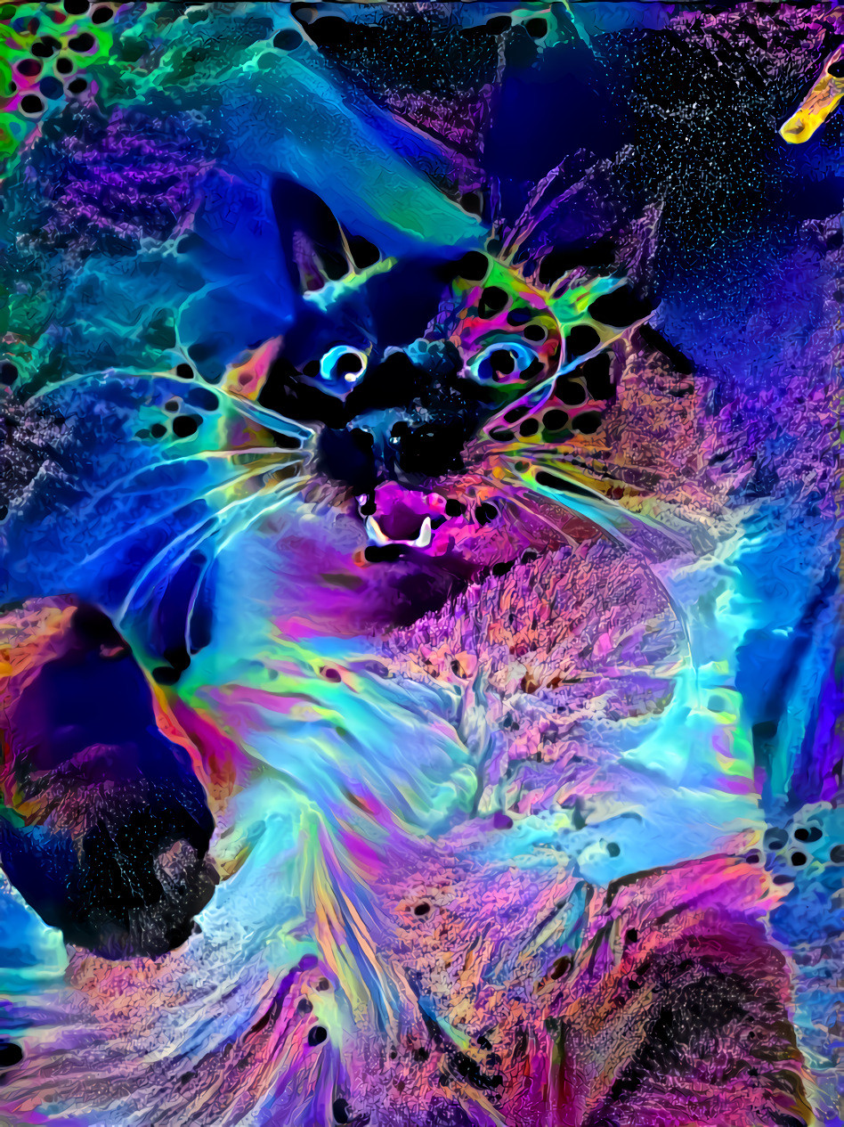 space kitty 6