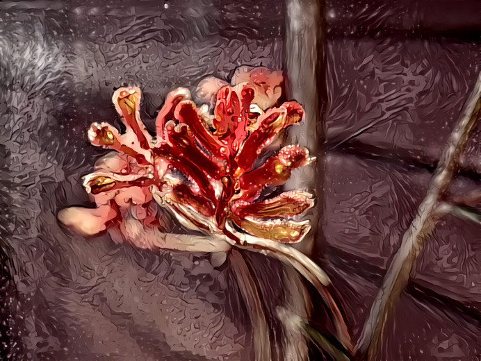 Kangaroo Paw