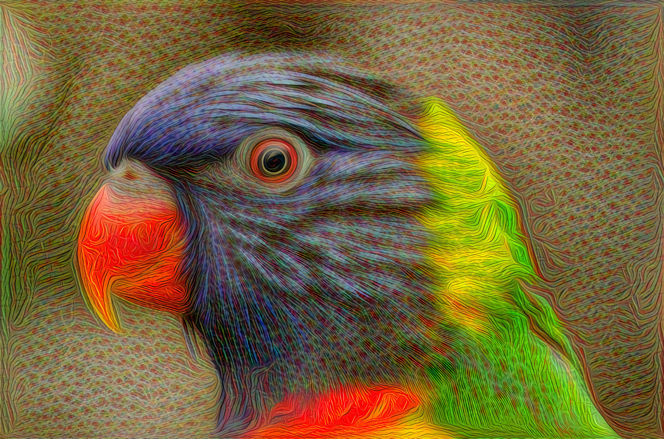 Lorikeet Parrot