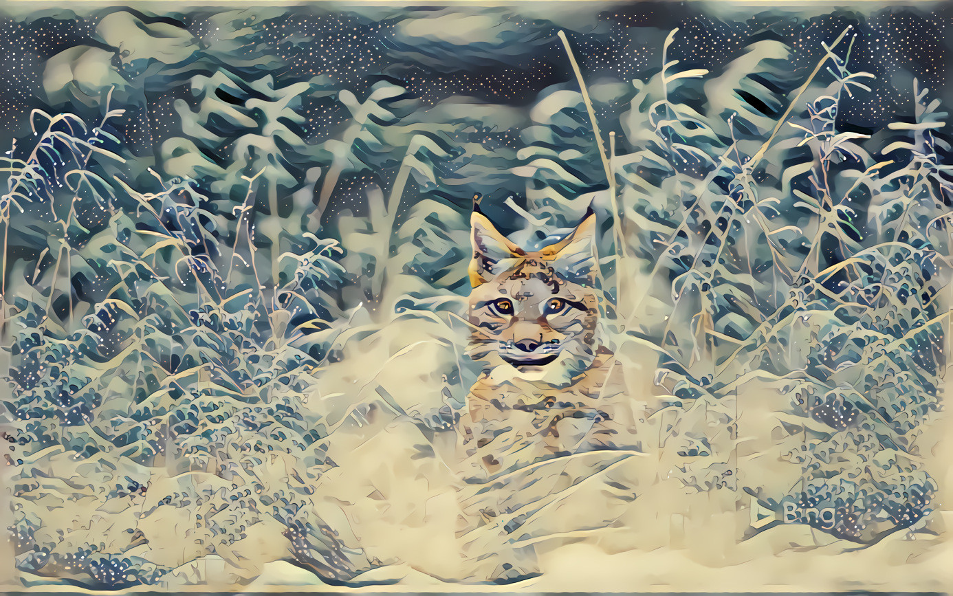 Bohemian Lynx In Snow