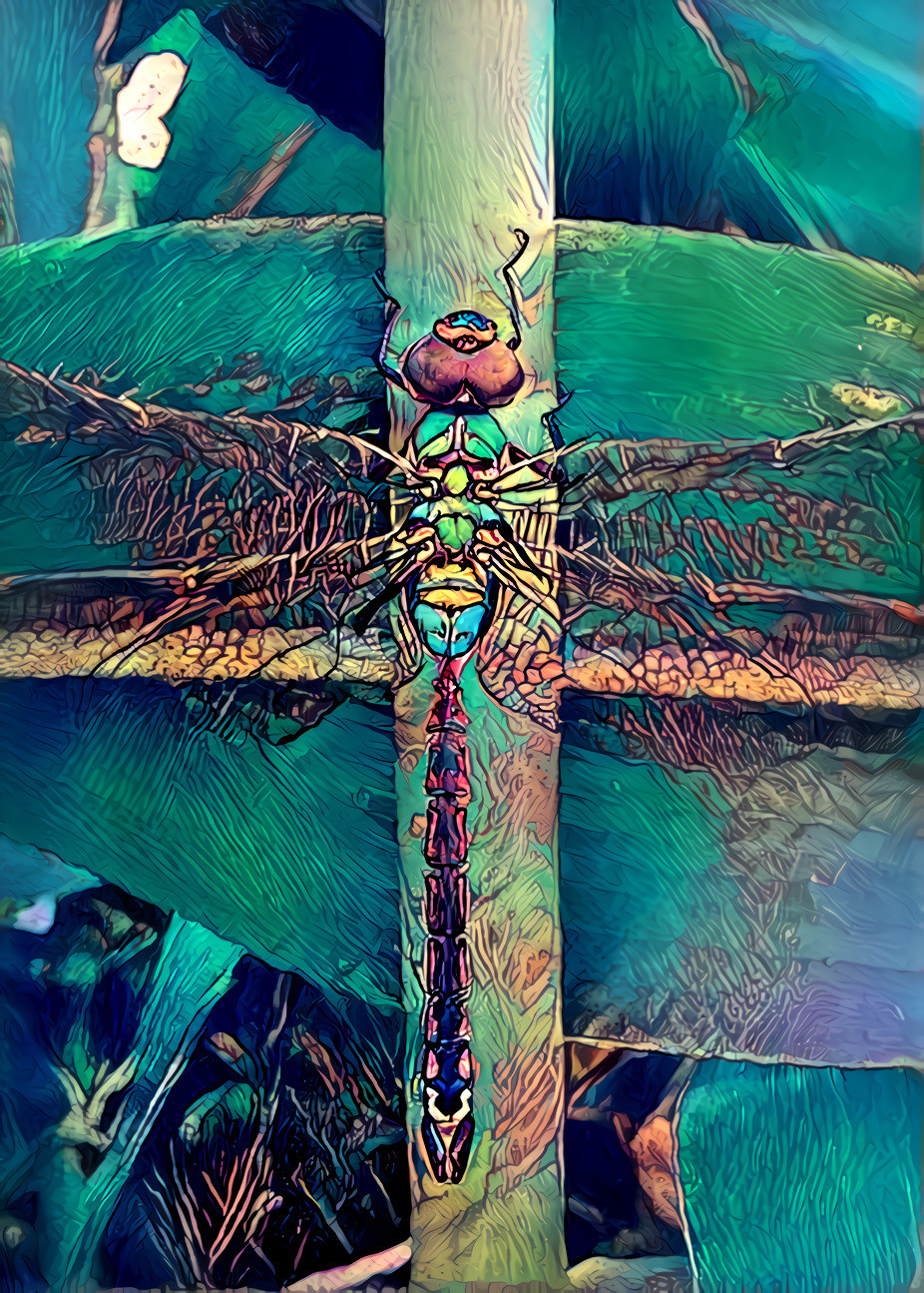 Dragonfly 