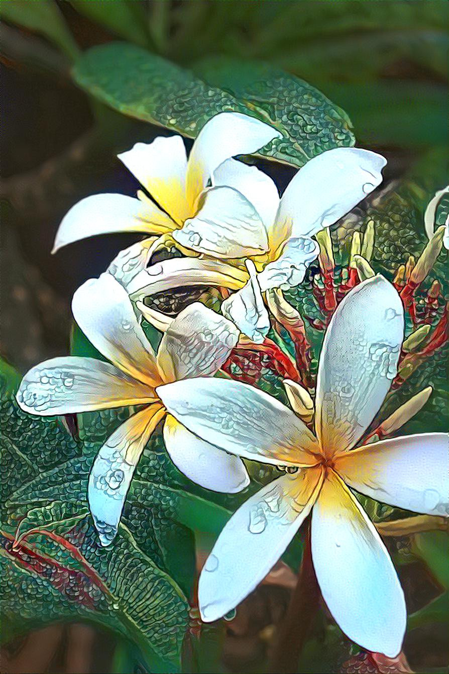 Plumeria