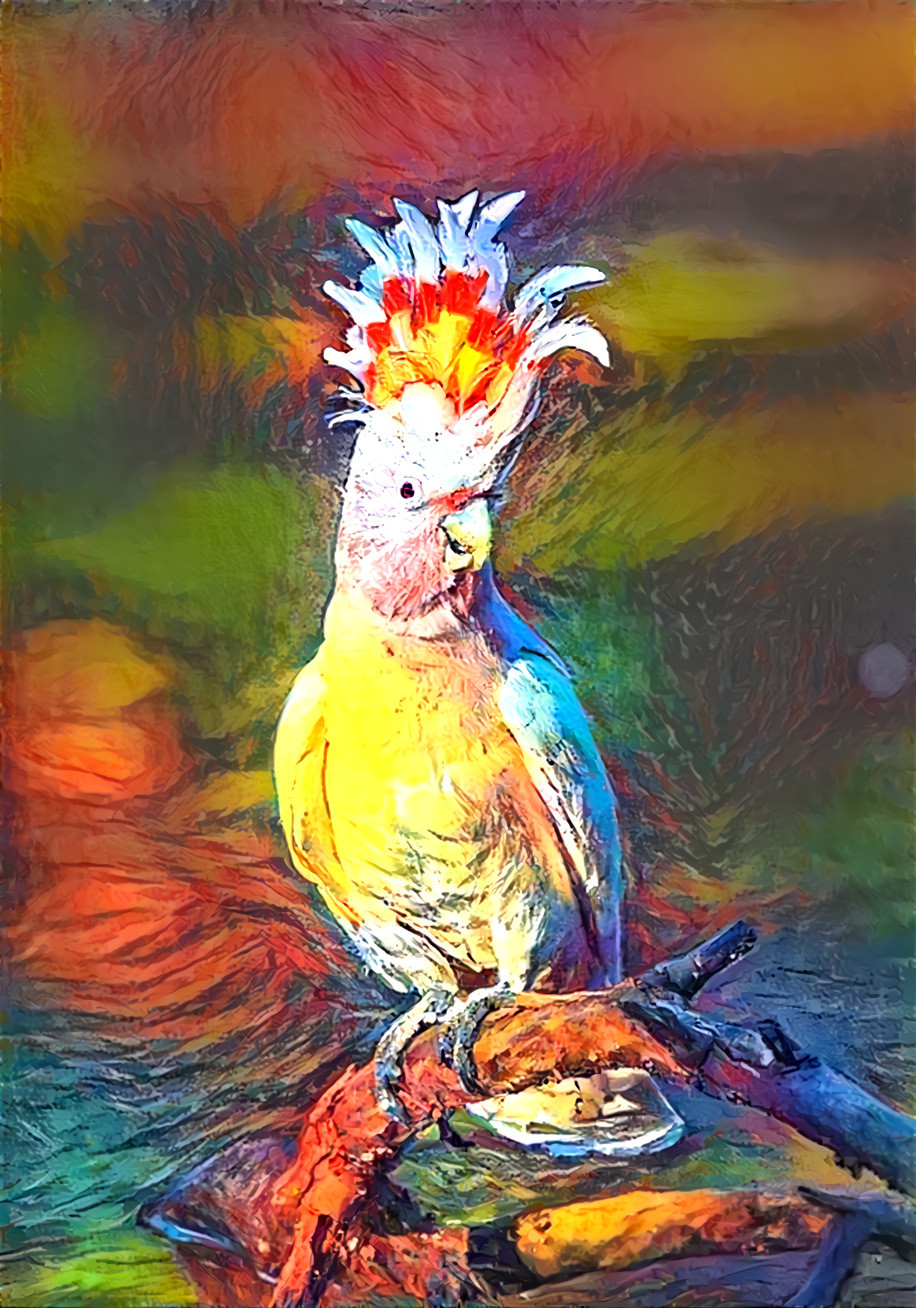 Cockatoo / Cacatua (cacatuidae)