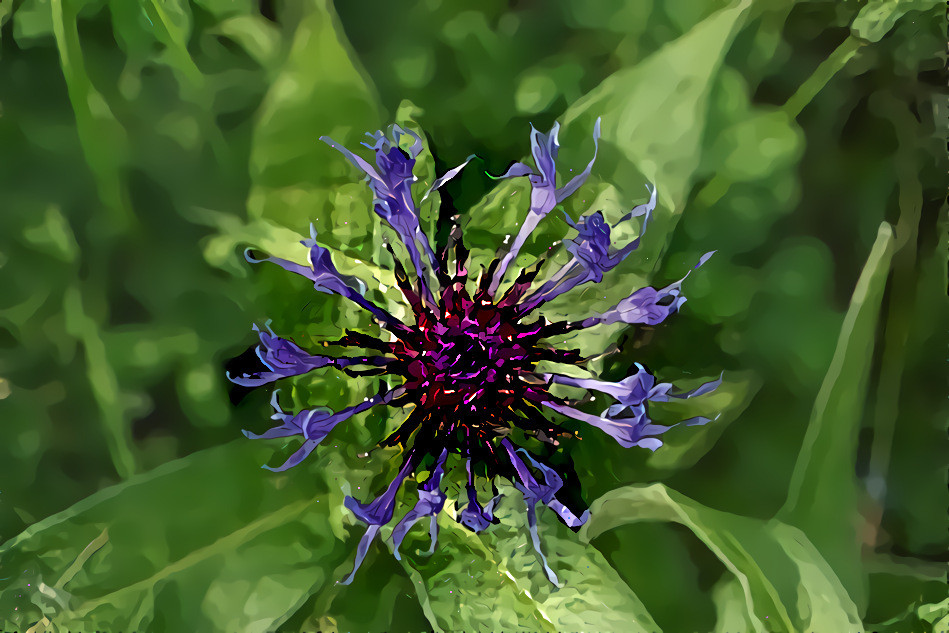 Centaurea montana