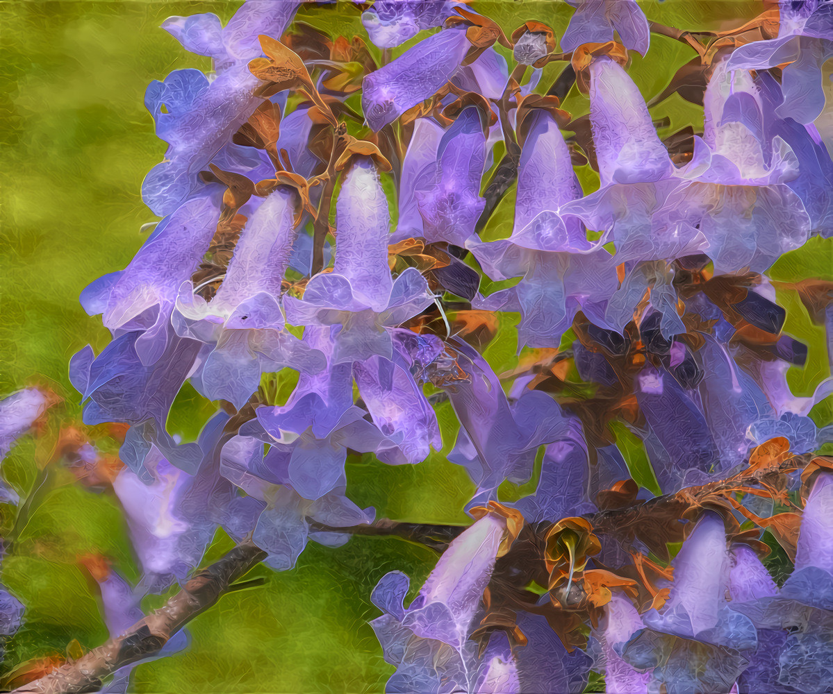 Jacaranda blossoms