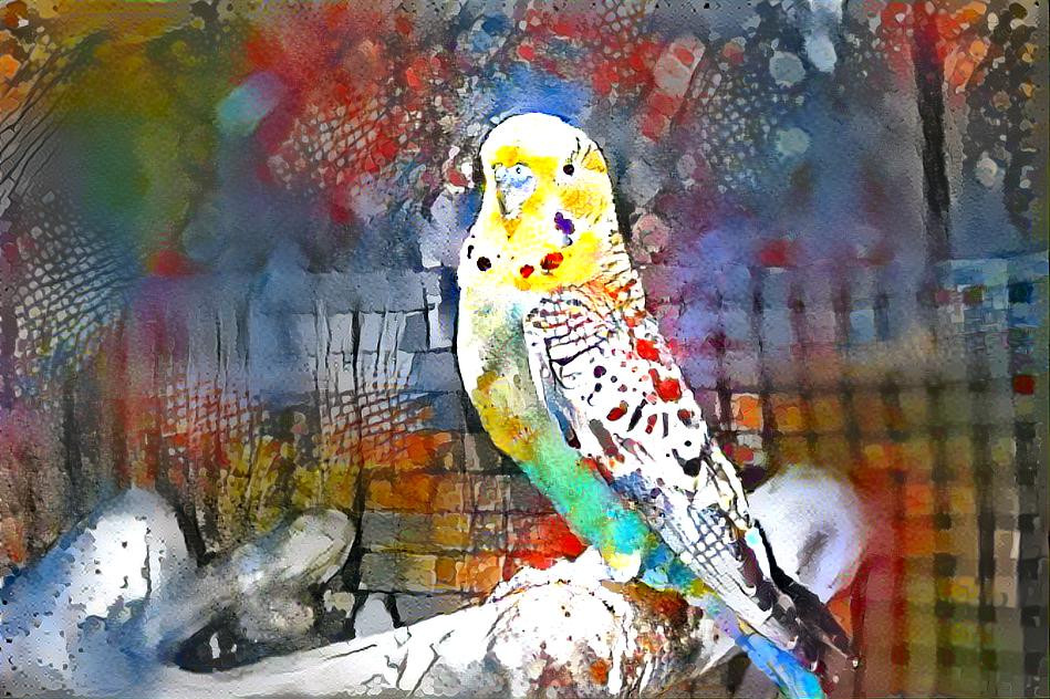 Budgie portrait