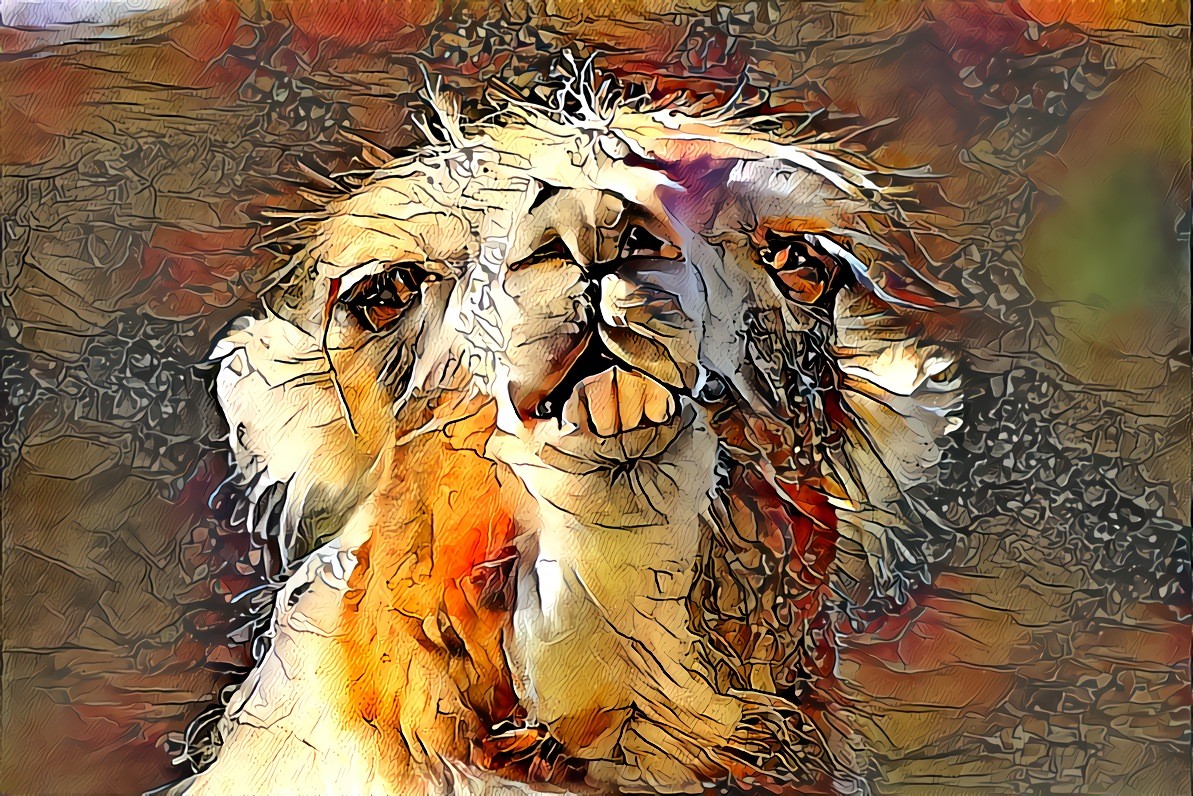 Alpaca