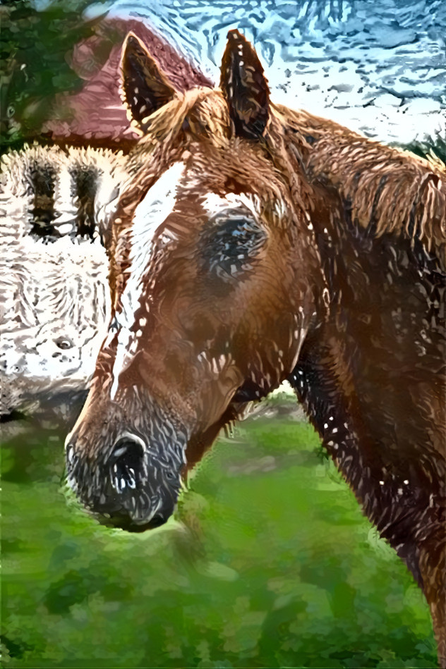 Hairy horse