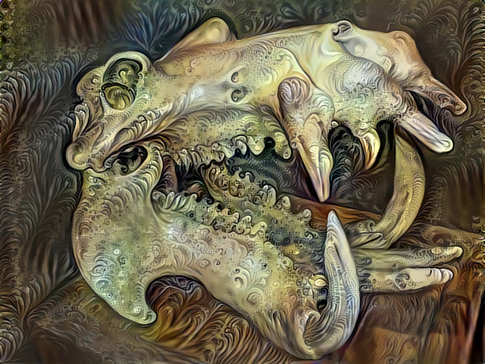 Hippo Skull - Ferocious Beauty