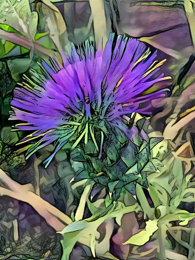 Thistle 5