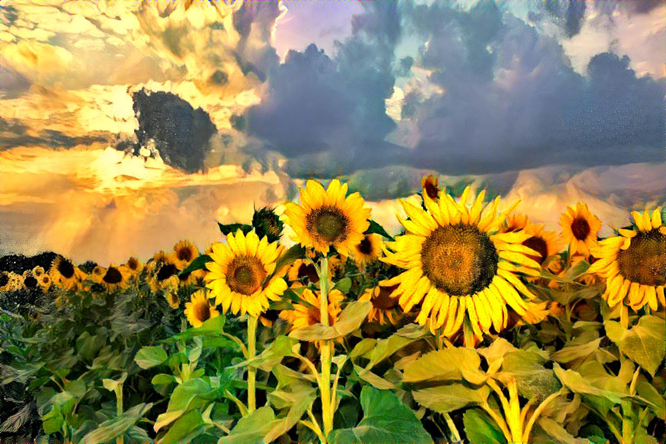 Sunflower Fields